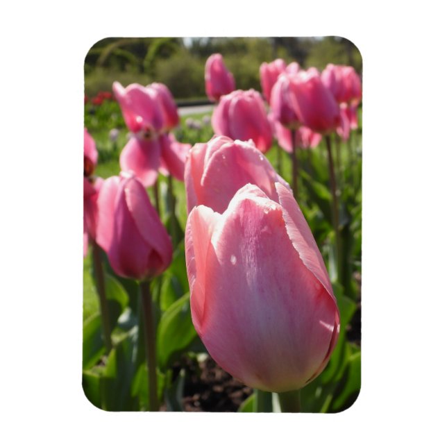 Imán Tulipanes rosados (Vertical)