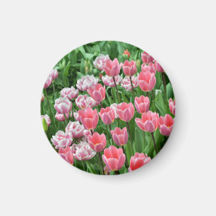 Imán tulipanes rosados