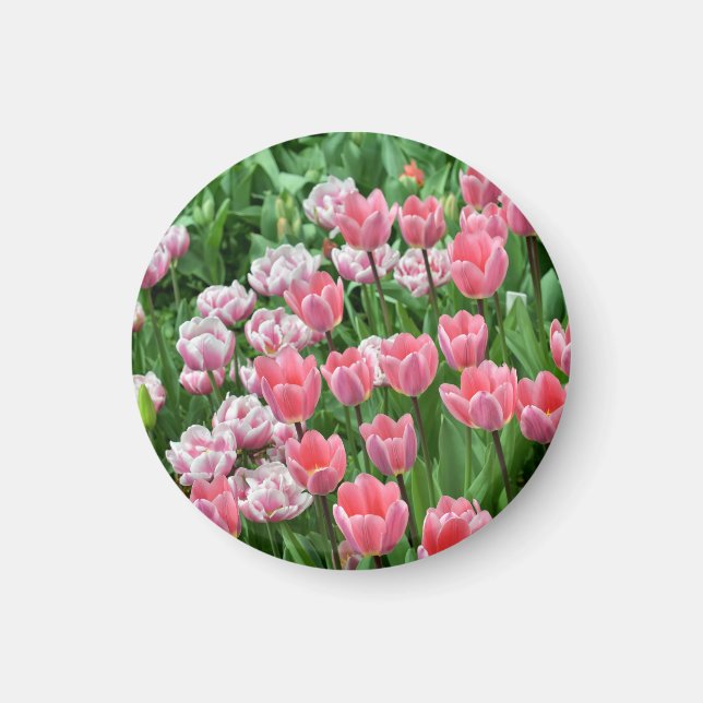 Imán tulipanes rosados (Frente)