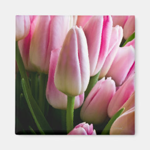 Imán Tulipanes rosados