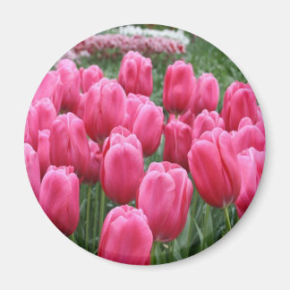 Imán Tulipanes rosados
