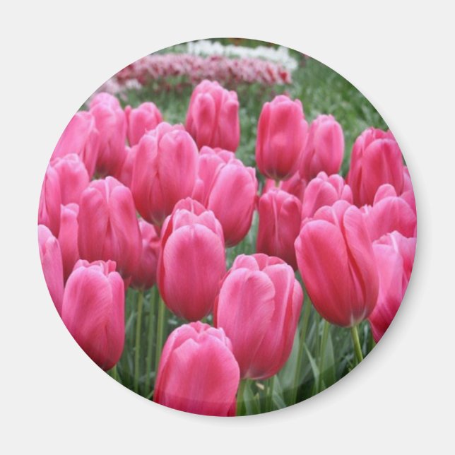 Imán Tulipanes rosados (Frente)