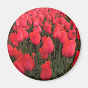 Imán Tulipanes rosados de coral