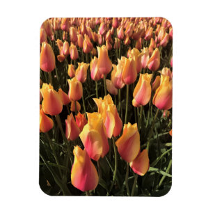 Imán Tulipanes rosados y amarillos bonitos
