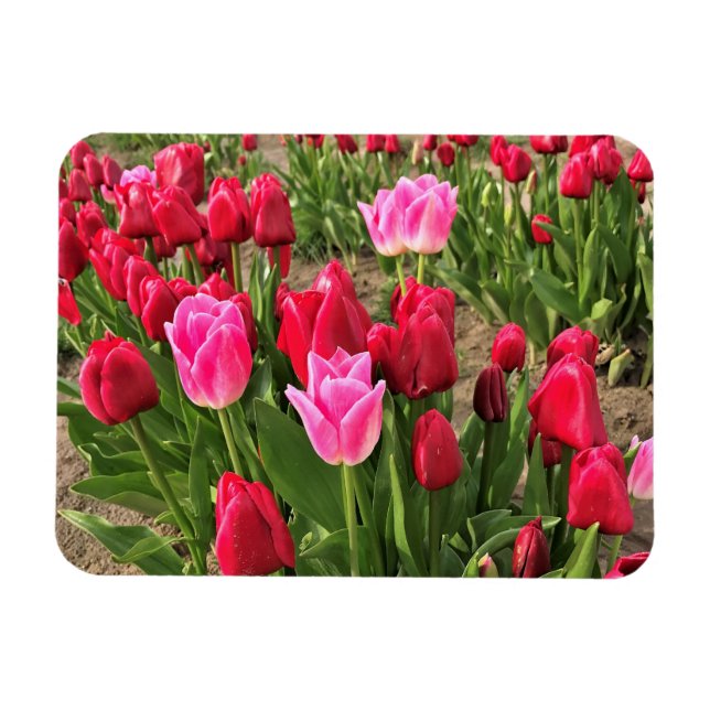 Imán Tulipanes rosados y rojos (Horizontal)