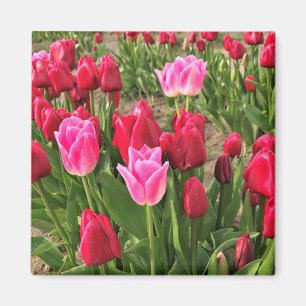 Imán Tulipanes rosados y rojos