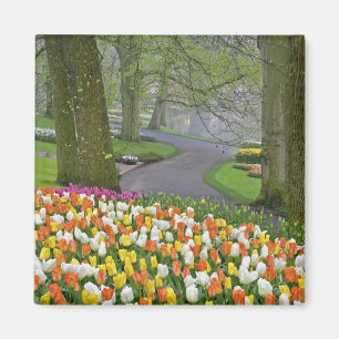 Imán Tulipanes y carretera, Jardines Keukenhof, Lisse,