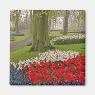 Imán Tulipanos y daffodils, Keukenhof Gardens,