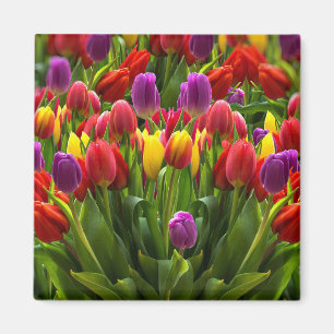 Imán Tulips brillante