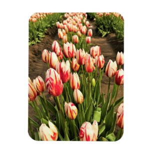 Imán Tulips de la generación feliz