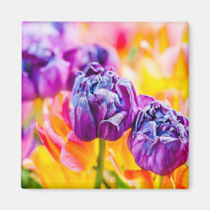 Imán Tulips Enchanting 14