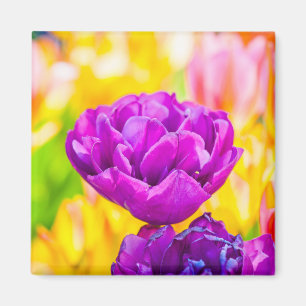 Imán Tulips Enchanting 15