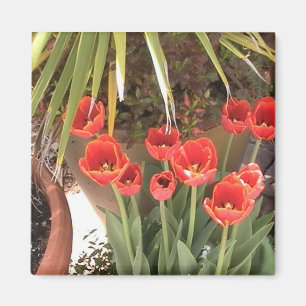 Imán Tulips Magnet