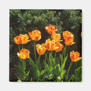 Imán Tulips, Naranja amarillo