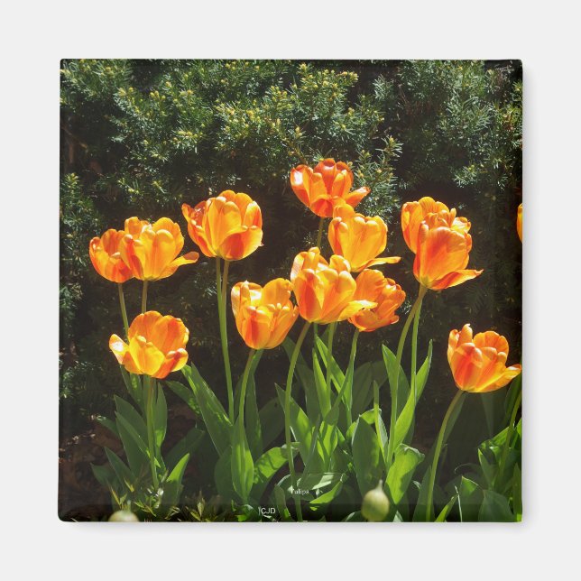 Imán Tulips, Naranja amarillo (Frente)