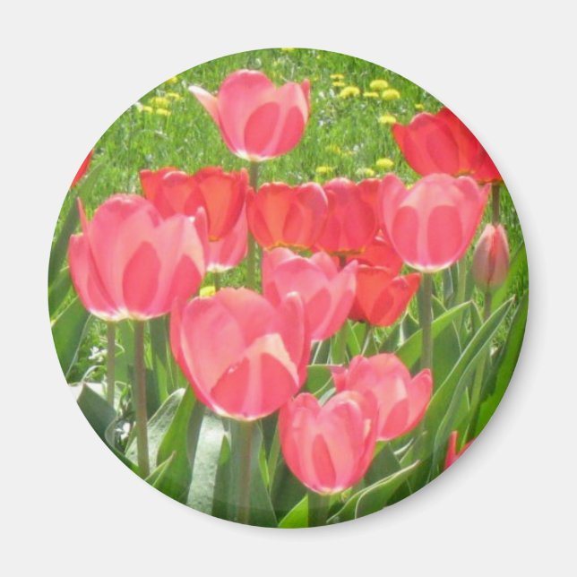 Imán tulipsgarden (Frente)