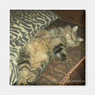 Imán Tum Tum Tum tummy