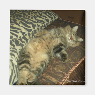 Imán Tum Tum Tum tummy