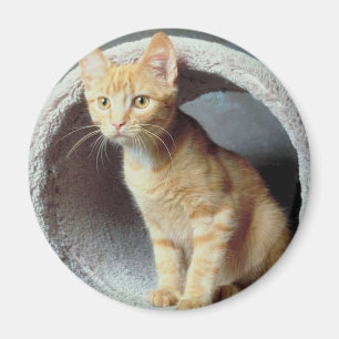 Imán Túnel de juego de gatitos