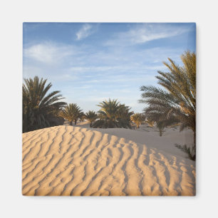 Imán Túnez, desierto del Sahara, Douz, Gran Duna, palma