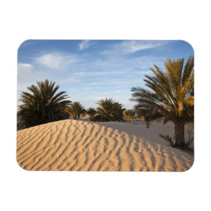 Imán Túnez, desierto del Sahara, Douz, Gran Duna, palma