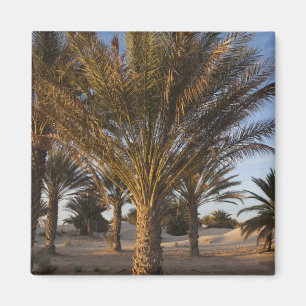 Imán Túnez, desierto del Sahara, Douz, Gran Duna, palme