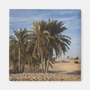 Imán Túnez, desierto del Sahara, Douz, Gran Duna, palme