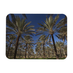 Imán Túnez, desierto del Sahara, Douz, zona turística, 