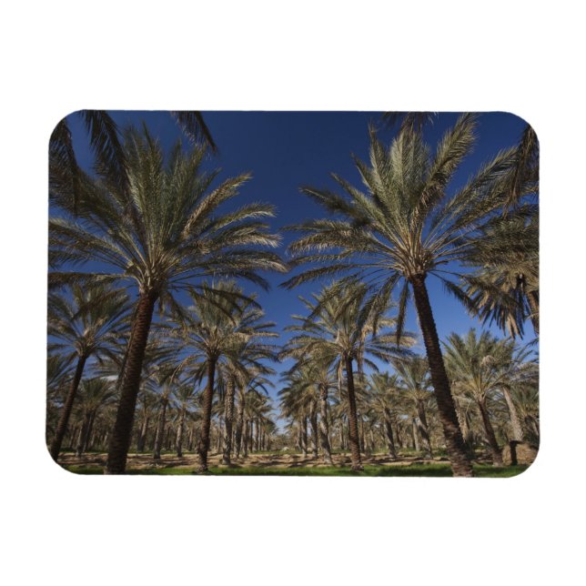 Imán Túnez, desierto del Sahara, Douz, zona turística,  (Horizontal)