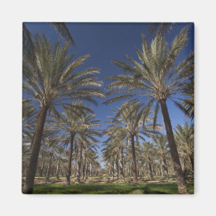 Imán Túnez, desierto del Sahara, Douz, zona turística, 