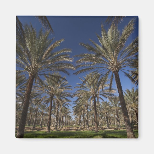 Imán Túnez, desierto del Sahara, Douz, zona turística,  (Frente)