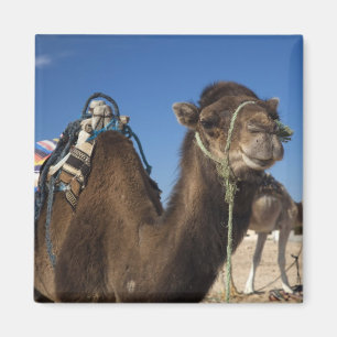 Imán Túnez, desierto del Sahara, Douz, Zone Touristique