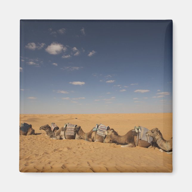 Imán Túnez, zona de Ksour, Ksar Ghilane, Gran Erg 2 (Frente)