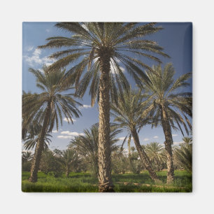 Imán Túnez, zona de Ksour, Ksar Ghilane, palmera datile