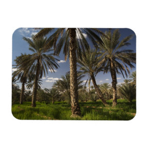 Imán Túnez, zona de Ksour, Ksar Ghilane, palmera datile