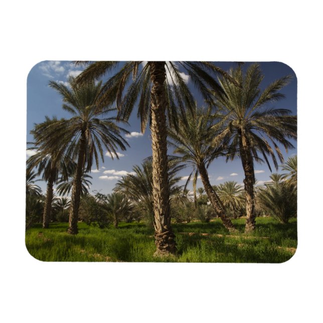 Imán Túnez, zona de Ksour, Ksar Ghilane, palmera datile (Horizontal)