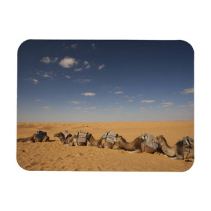 Imán Túnez, zona Ksour, Ksar Ghilane, Gran Erg 4