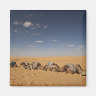 Imán Túnez, zona Ksour, Ksar Ghilane, Gran Erg 4