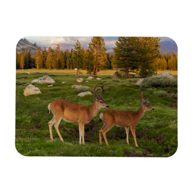Imán Tuolumne Meadow, Yosemite (Horizontal)