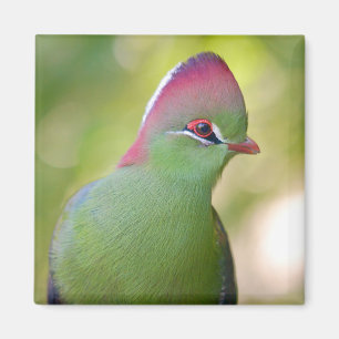 Imán Turaco de clausura