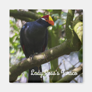 Imán Turaco de Lady Ross