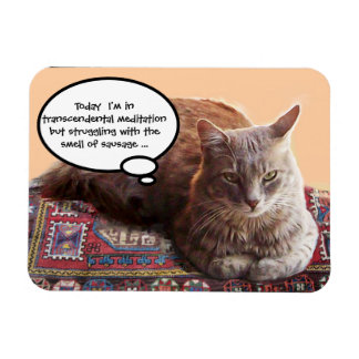 IMÁN TURKISH CAT IN TRANSCENDENTAL MEDITATION