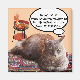 IMÁN TURKISH CAT IN TRANSCENDENTAL MEDITATION