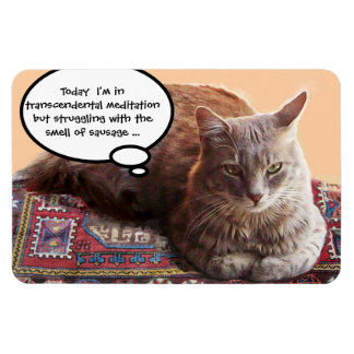 IMÁN TURKISH CAT IN TRANSCENDENTAL MEDITATION