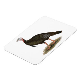 Imán Turquía:  Tom salvaje del este