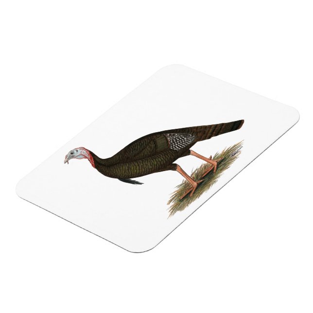 Imán Turquía:  Tom salvaje del este (Lado Izquierdo)