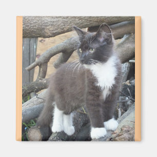 Imán Tuxedo Kitten