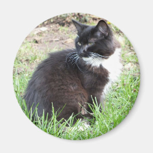 Imán Tuxedo Kitten Magnet