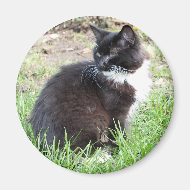 Imán Tuxedo Kitten Magnet (Frente)