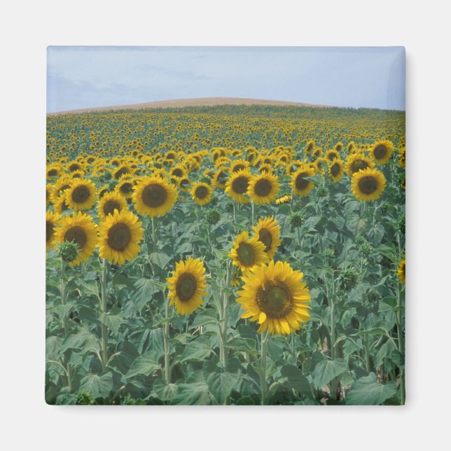 Imán UE, Francia, Provenza, campo de girasol (Frente)